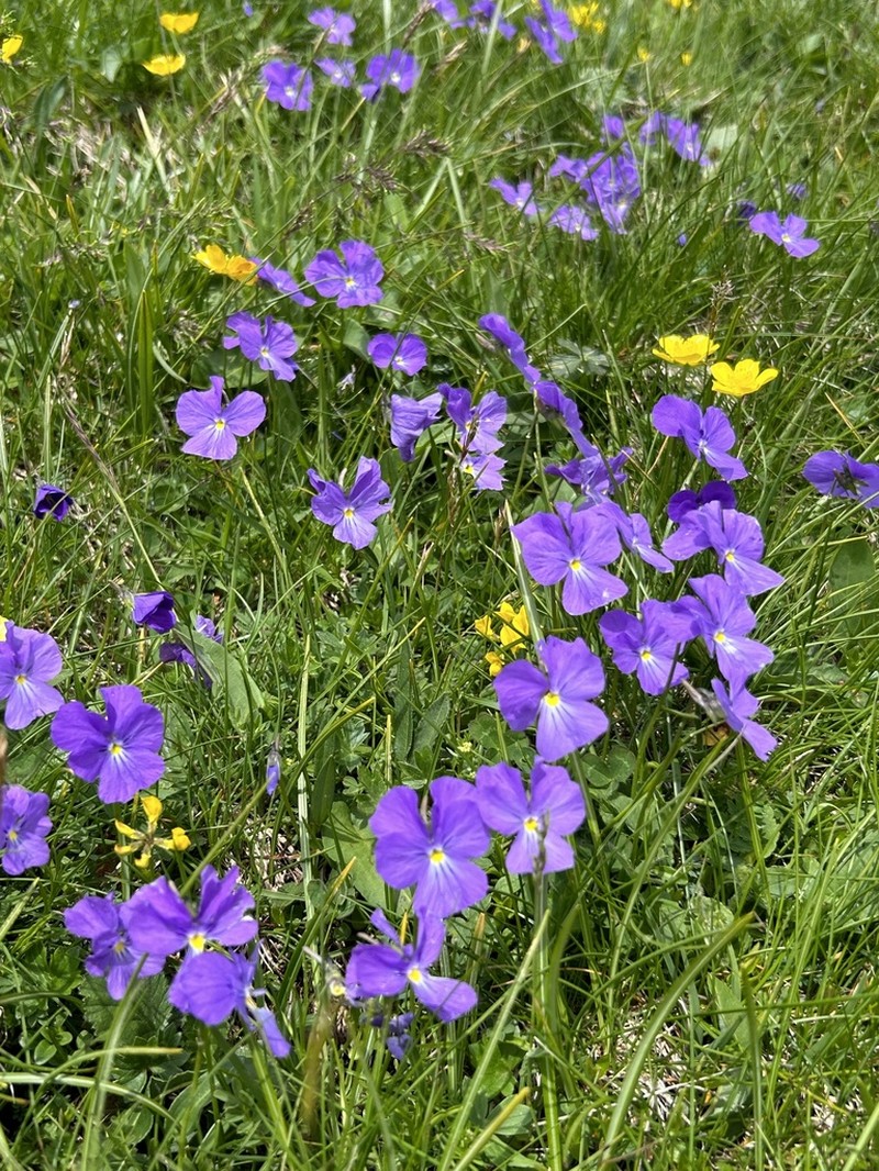Viola culminis photo 7
