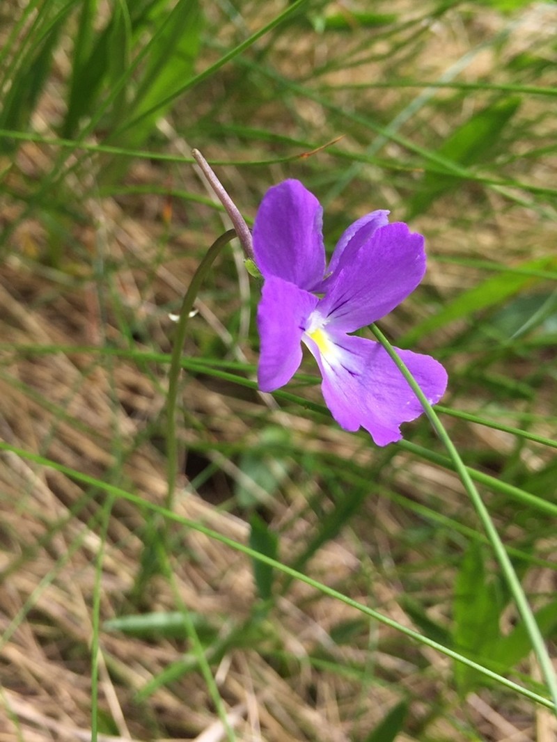 Viola culminis photo 8
