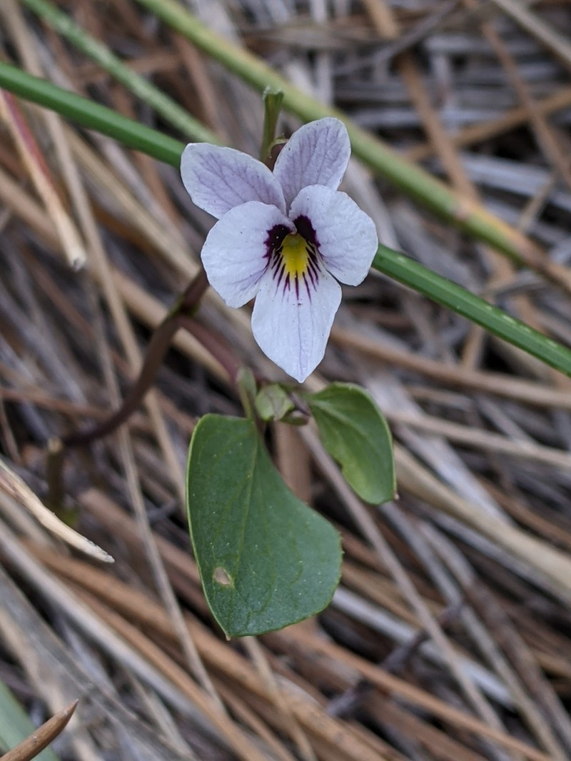 Wedgeleaf Violet photo 2