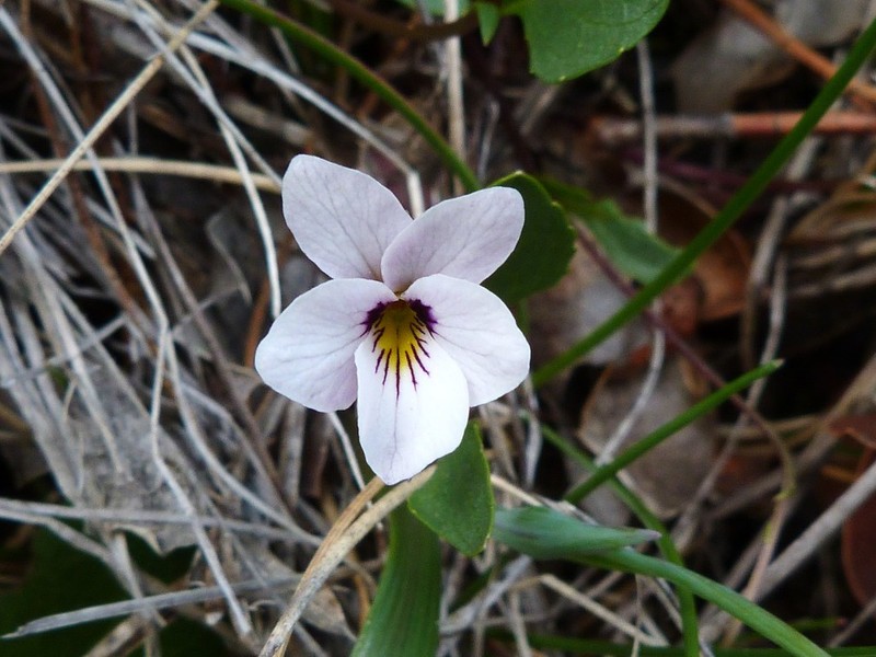 Wedgeleaf Violet photo 3