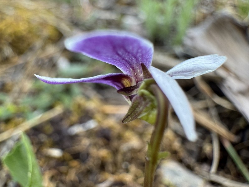 Wedgeleaf Violet photo 4