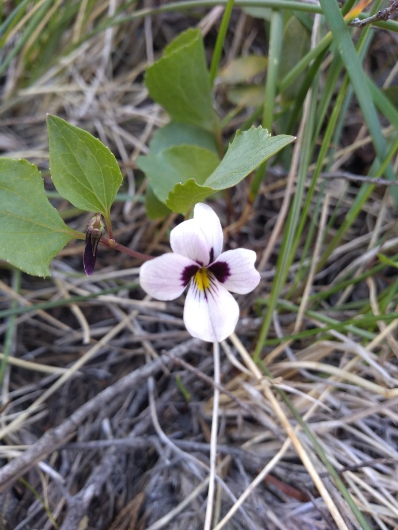 Wedgeleaf Violet photo 5