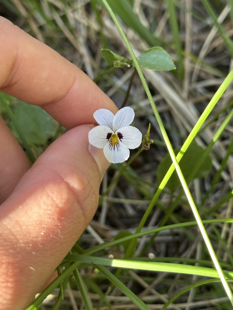 Wedgeleaf Violet photo 6