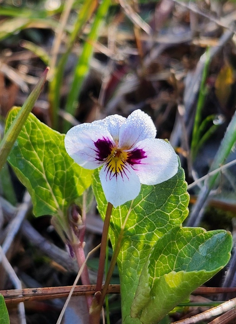 Wedgeleaf Violet photo 7