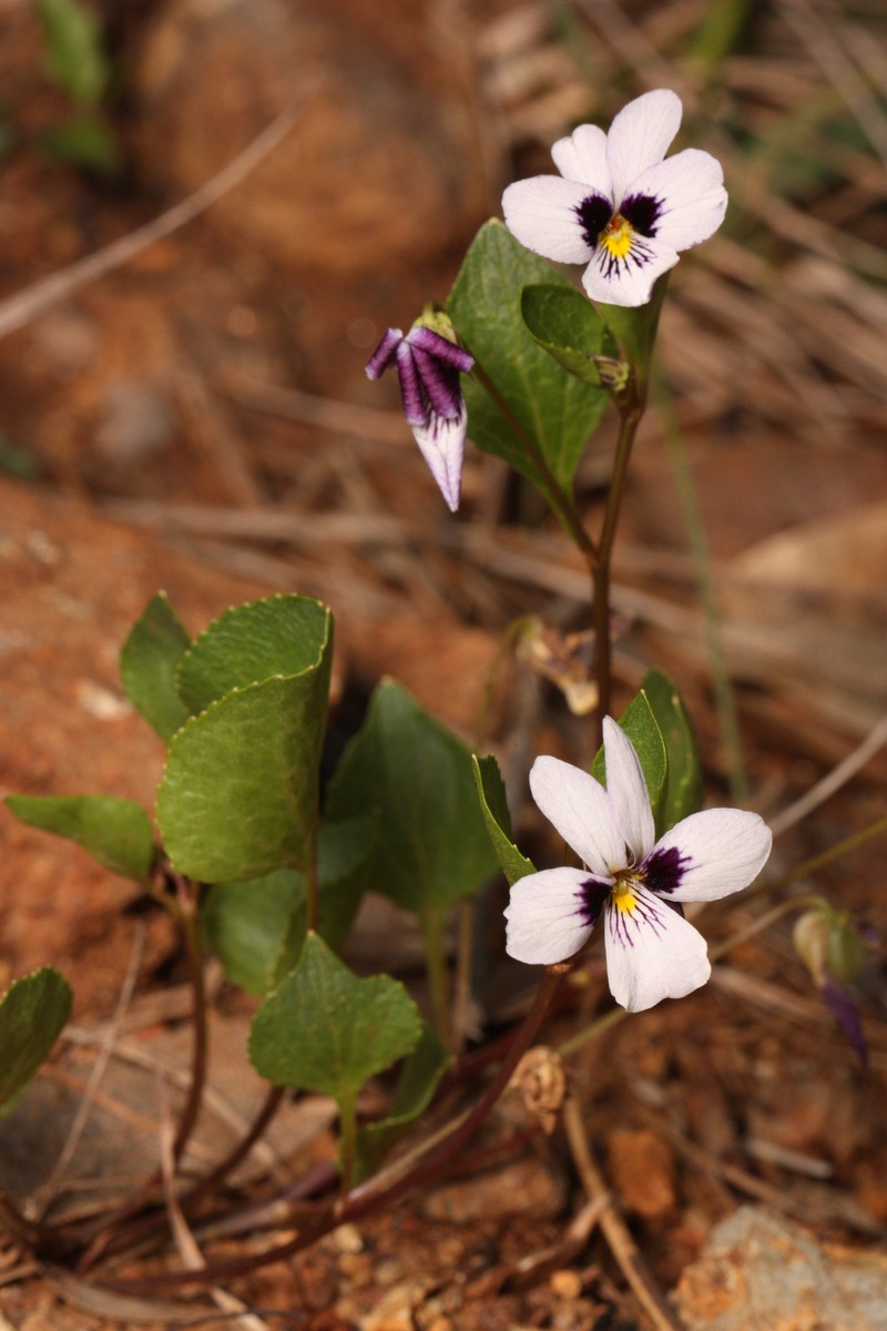Wedgeleaf Violet