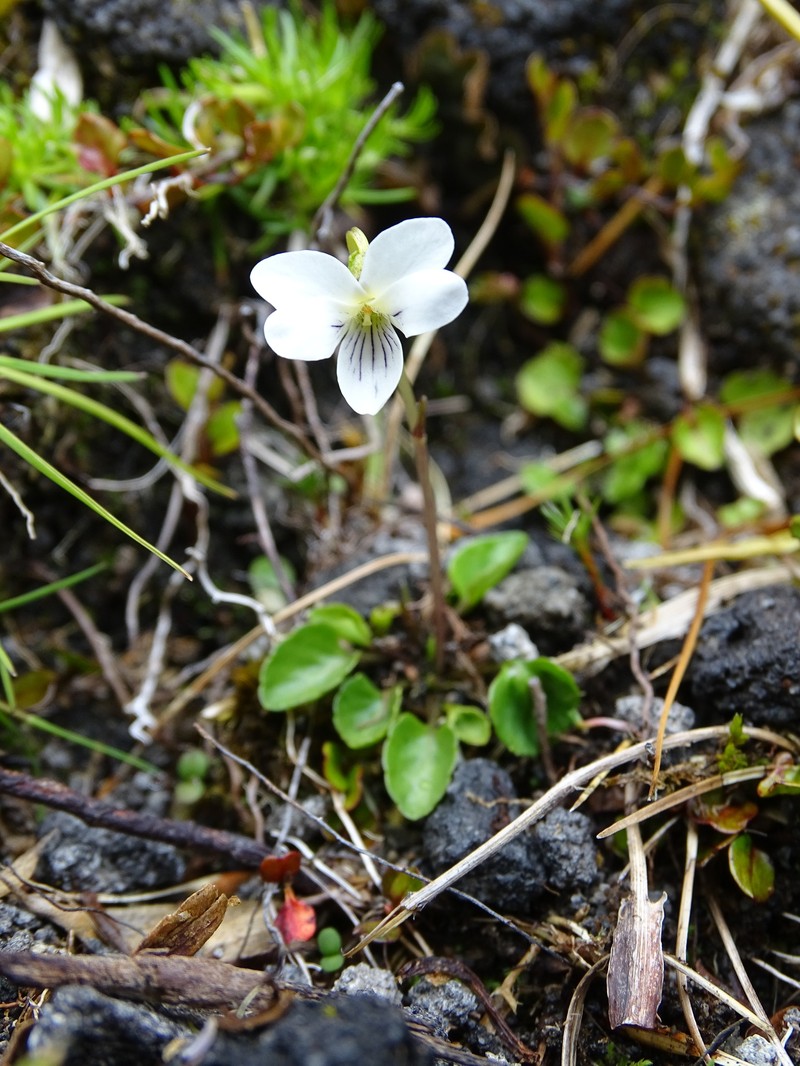 Viola cunninghamii