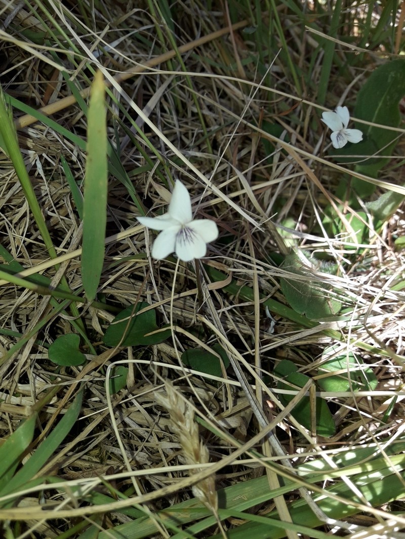 Viola cunninghamii photo 2