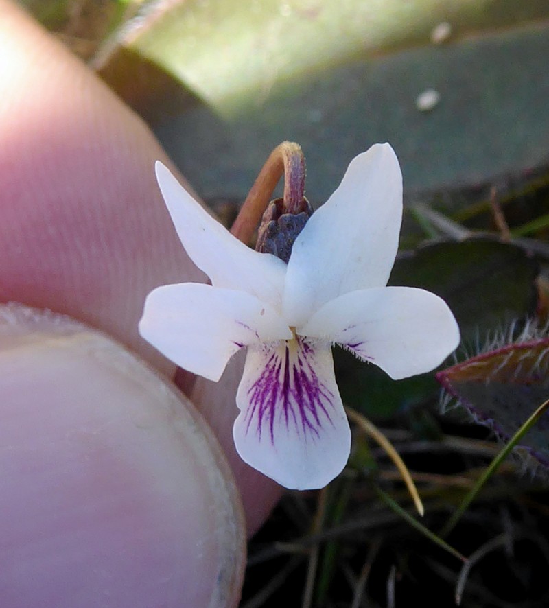 Viola cunninghamii photo 3