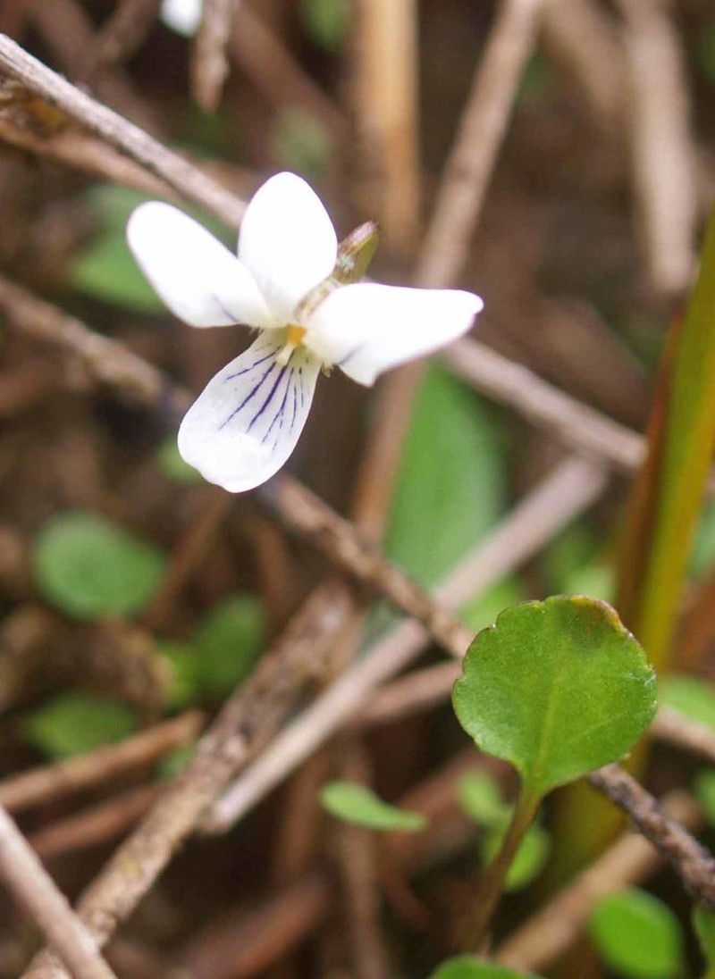 Viola cunninghamii photo 4