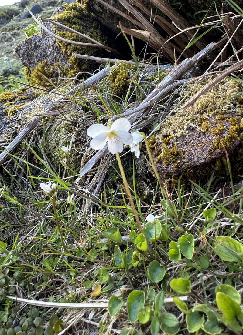 Viola cunninghamii photo 5
