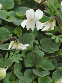Viola curtisiae