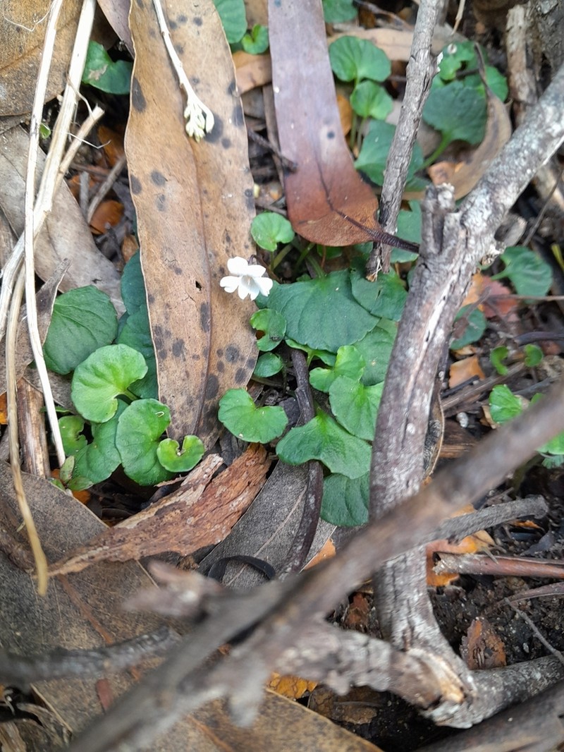Viola curtisiae photo 2