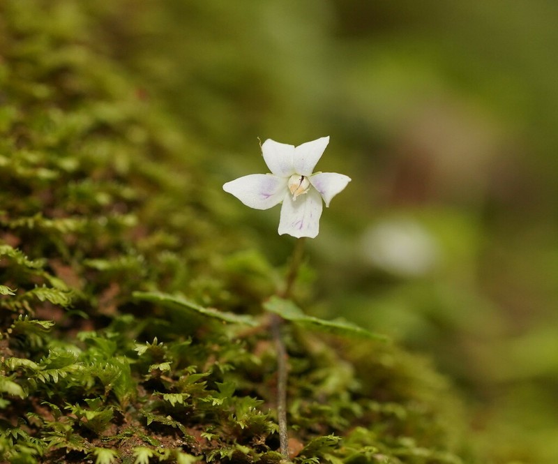 Viola curtisiae photo 3