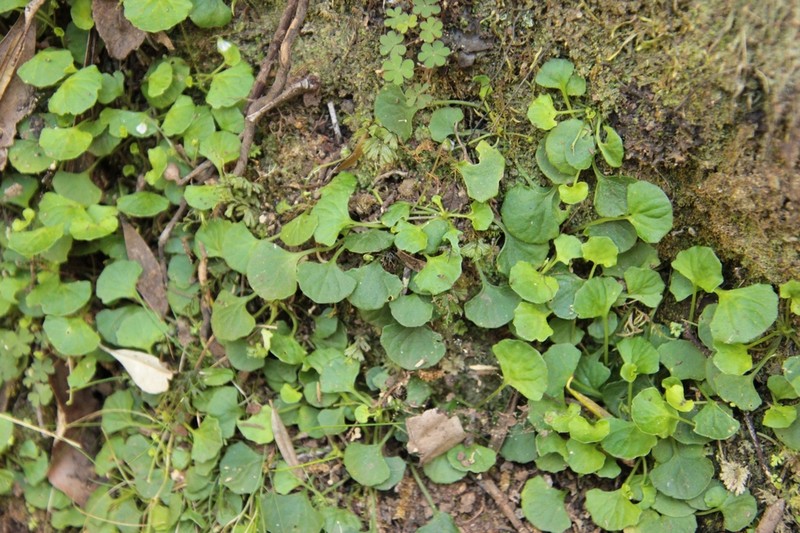 Viola curtisiae photo 4