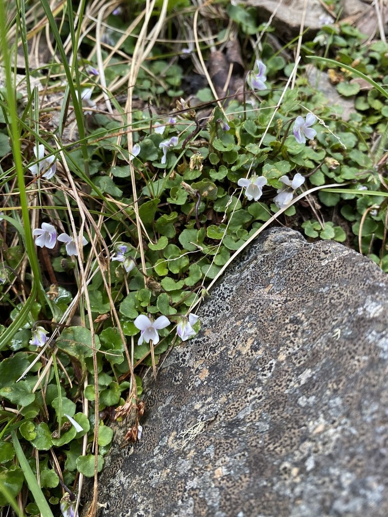 Viola curtisiae photo 5