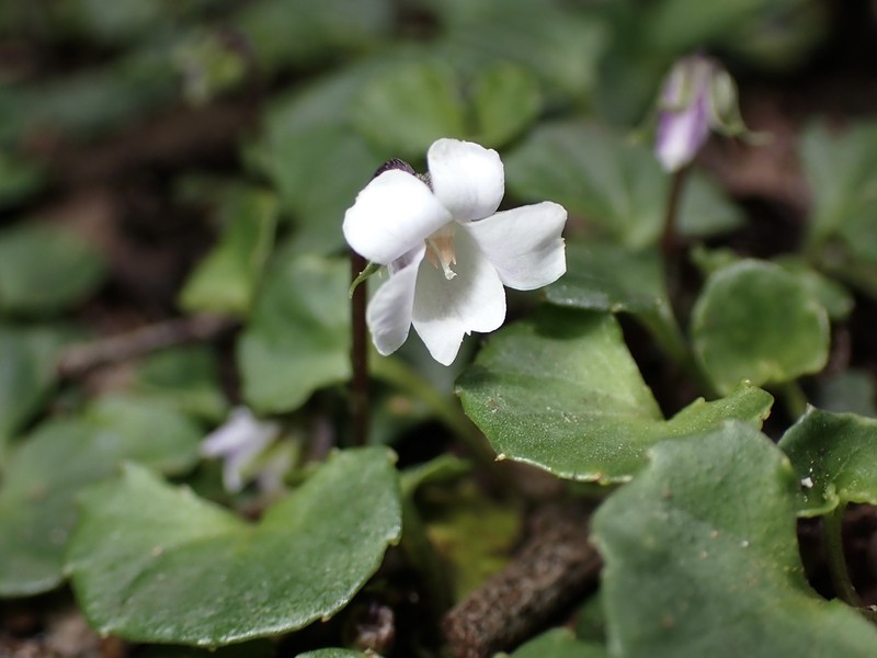 Viola curtisiae photo 6