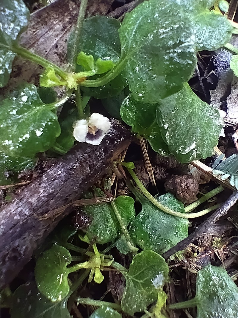 Viola curtisiae photo 7
