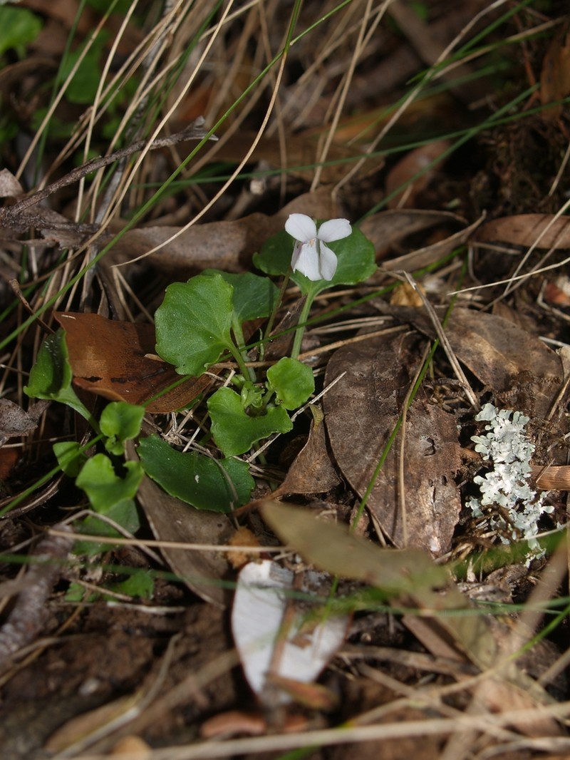 Viola curtisiae photo 8