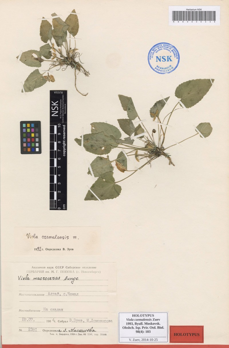 Viola czemalensis