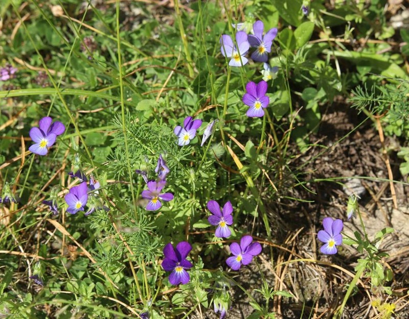 Viola dacica