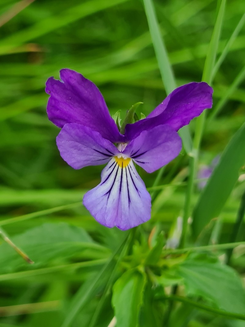 Viola dacica photo 2
