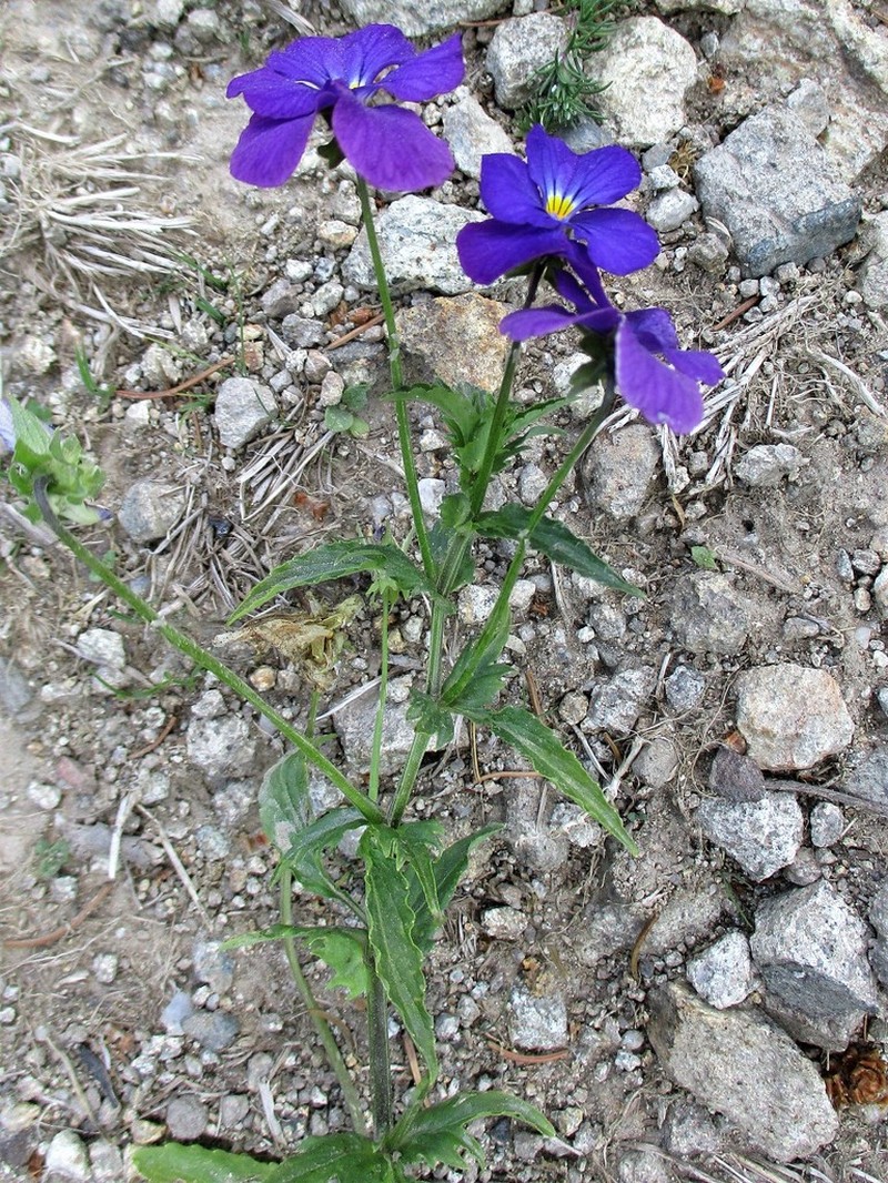 Viola dacica photo 3