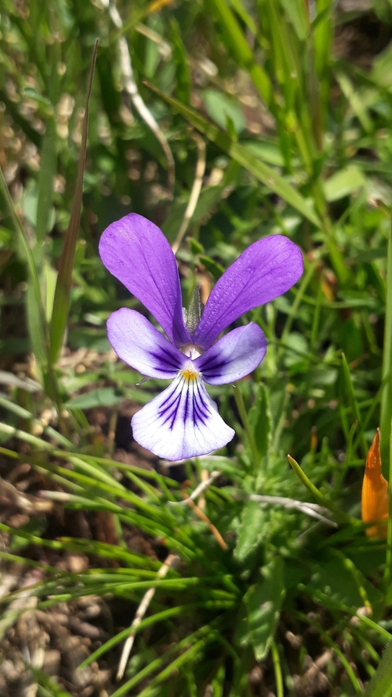 Viola dacica photo 4