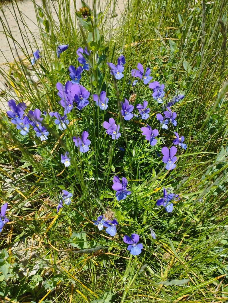 Viola dacica photo 5