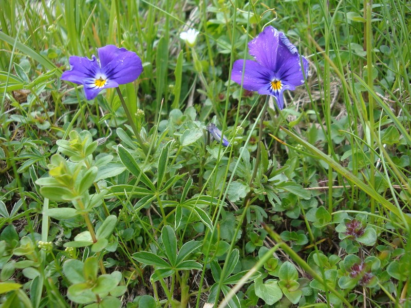 Viola dacica photo 6