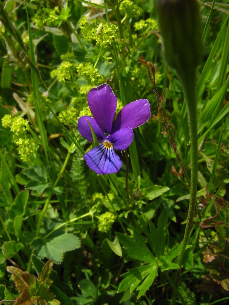 Viola dacica photo 7