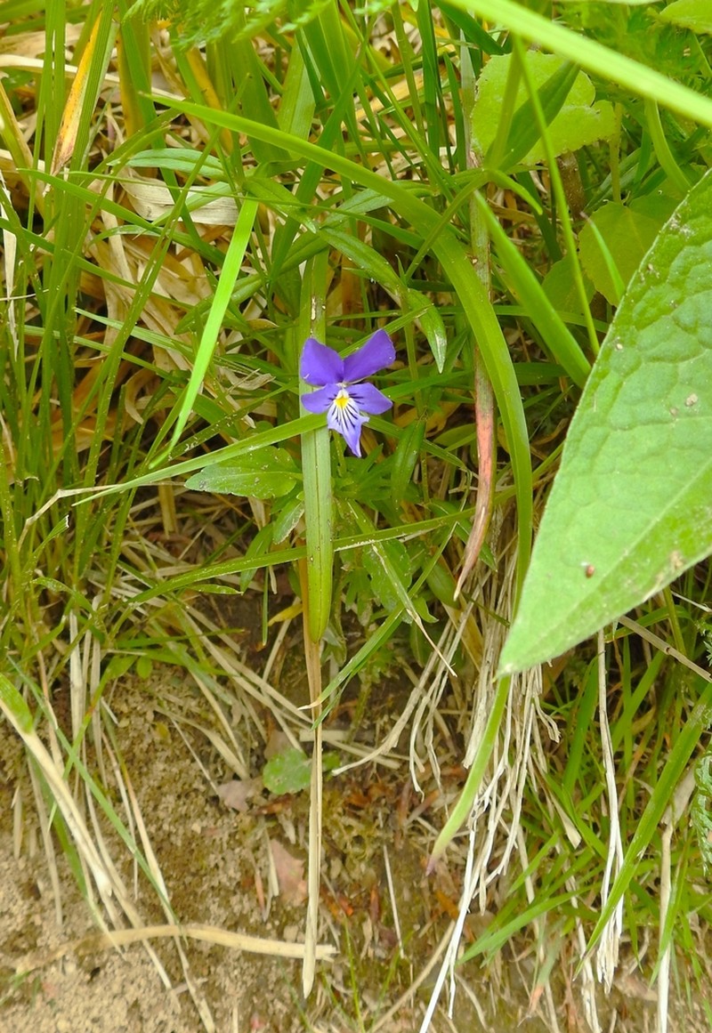 Viola dacica photo 8