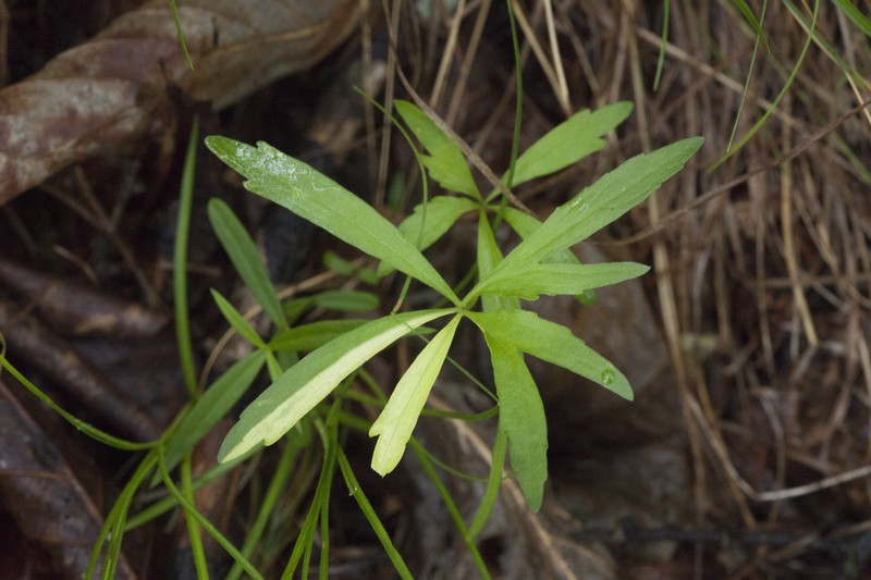 Viola dactyloides