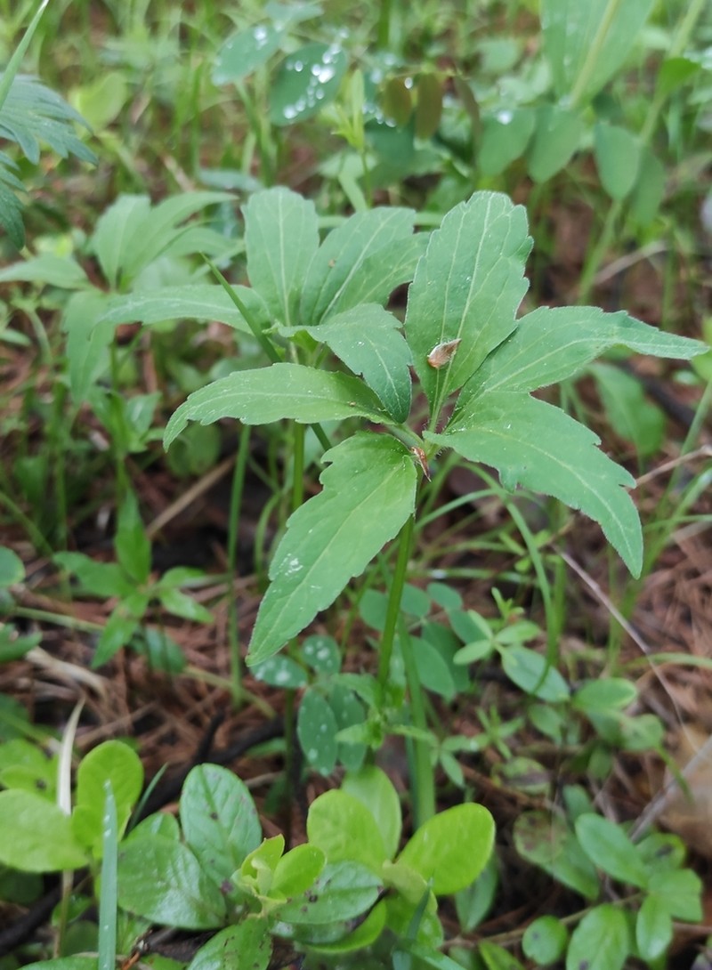 Viola dactyloides photo 2