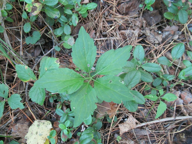 Viola dactyloides photo 3