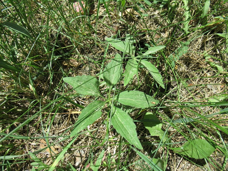 Viola dactyloides photo 4