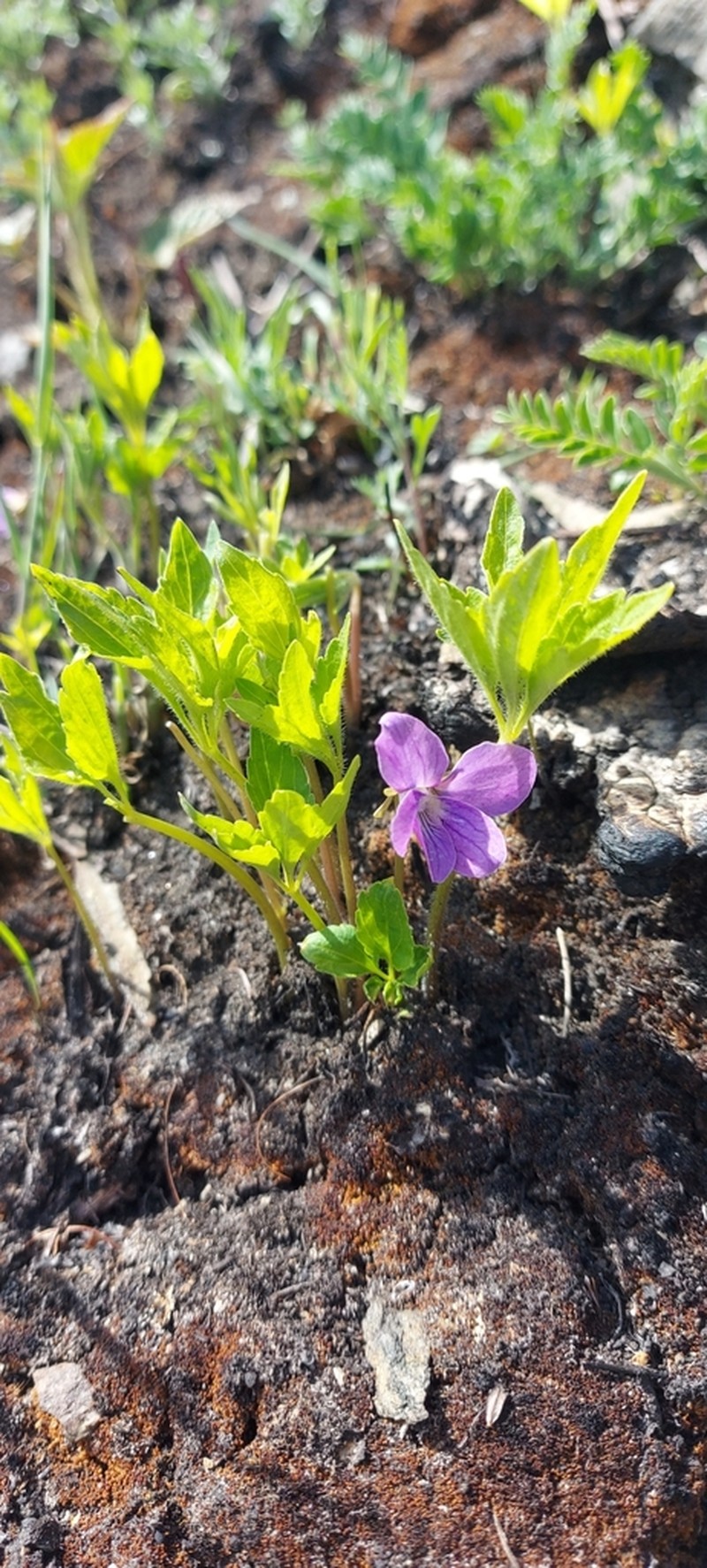Viola dactyloides photo 5