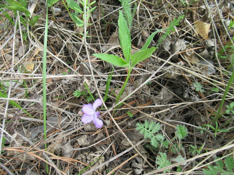 Viola dactyloides photo 6