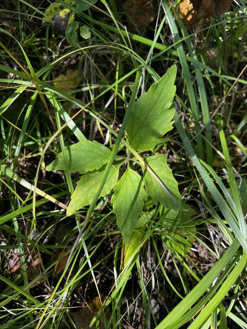Viola dactyloides photo 7