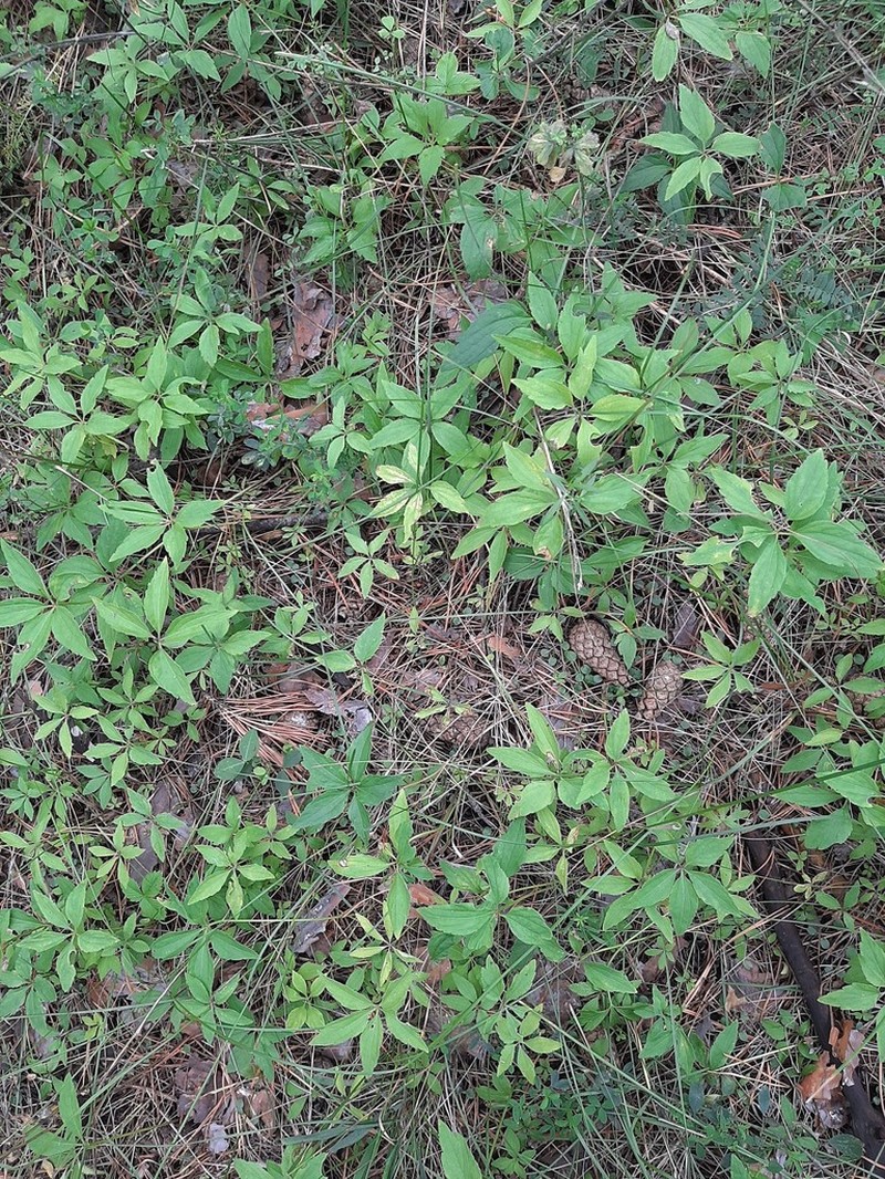 Viola dactyloides photo 8
