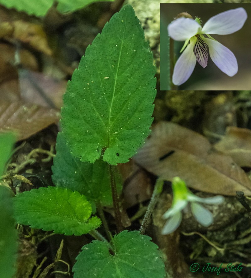 Viola dalatensis