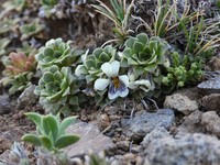Viola dasyphylla