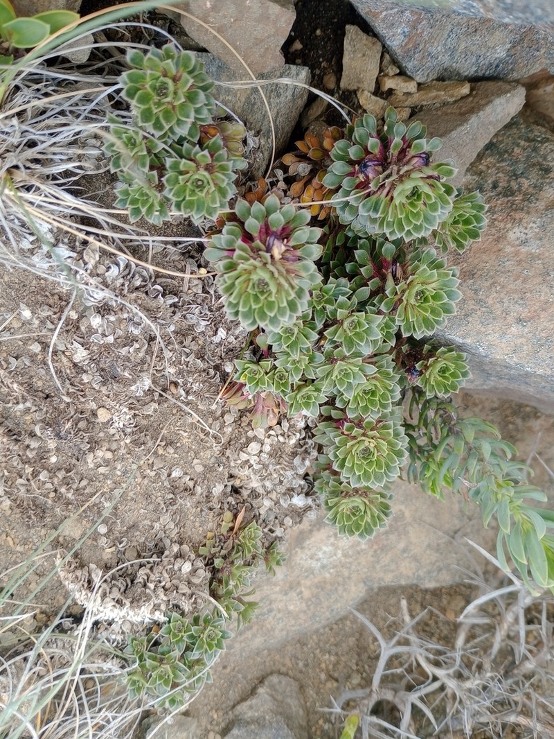 Viola dasyphylla photo 2