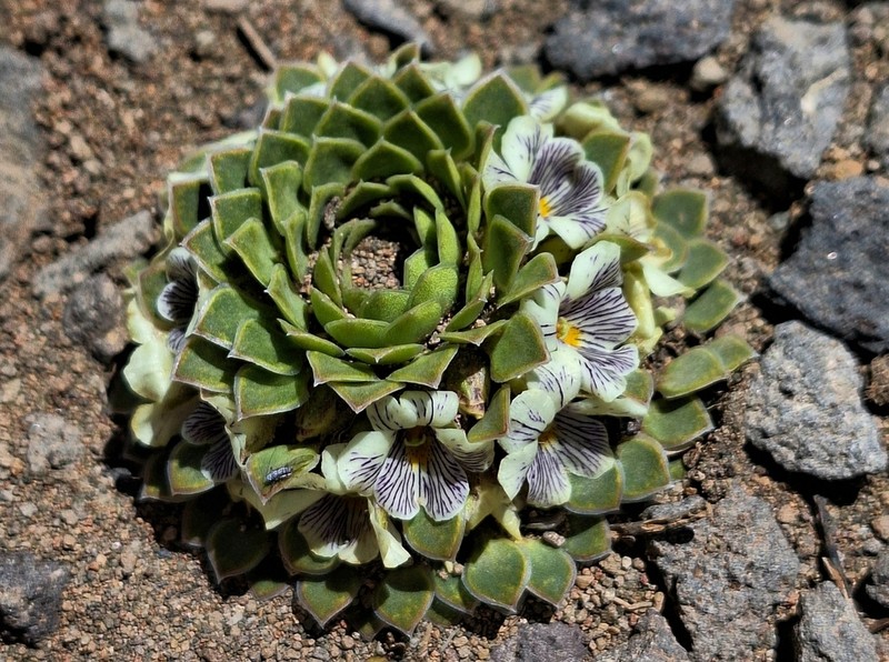 Viola dasyphylla photo 3