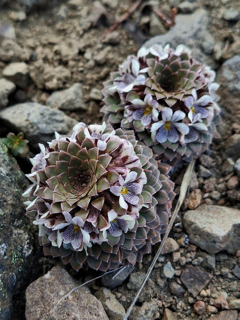 Viola dasyphylla photo 4