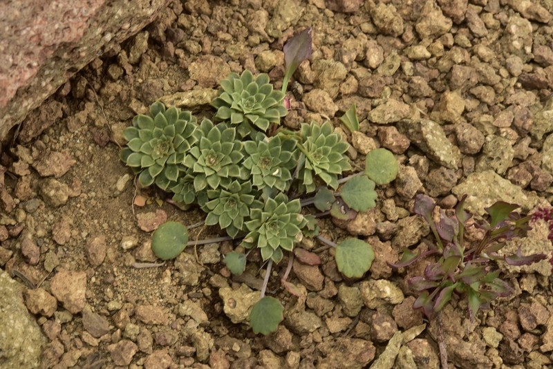 Viola dasyphylla photo 5