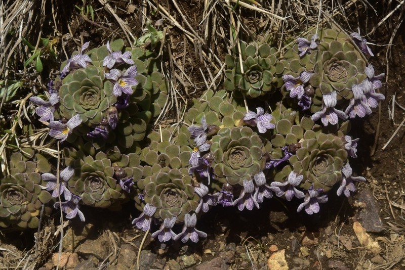 Viola dasyphylla photo 7