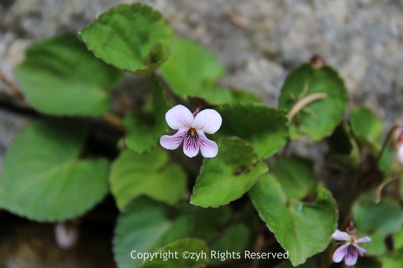 Viola davidii