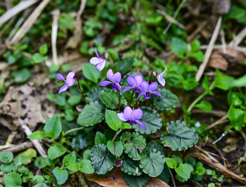 Viola davidii photo 2
