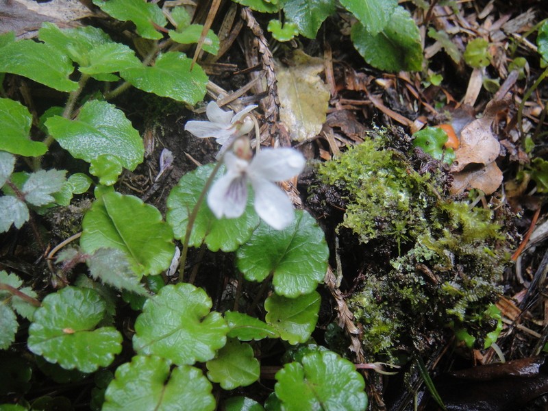 Viola davidii photo 3