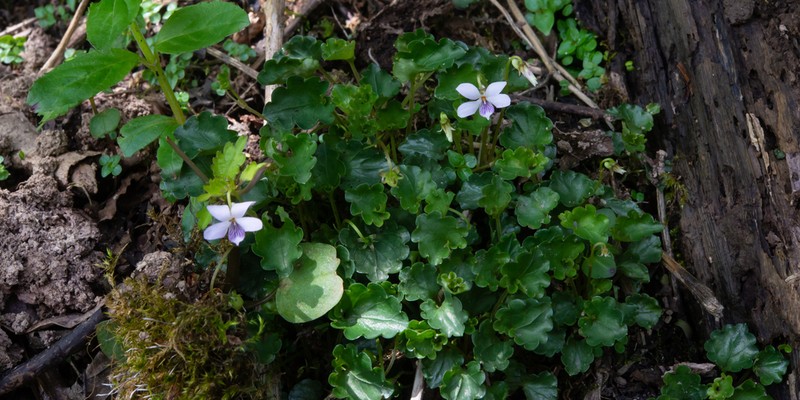 Viola davidii photo 4